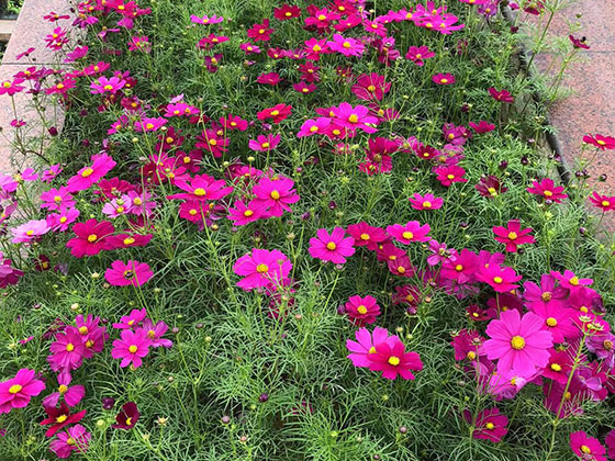 合肥仿真花商铺-设计宾馆植物摆设